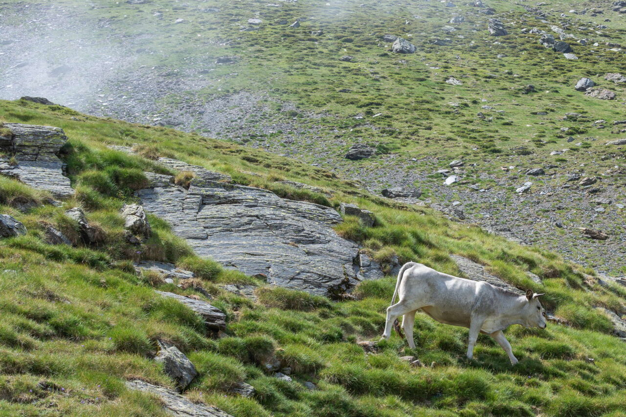 witte berg koe