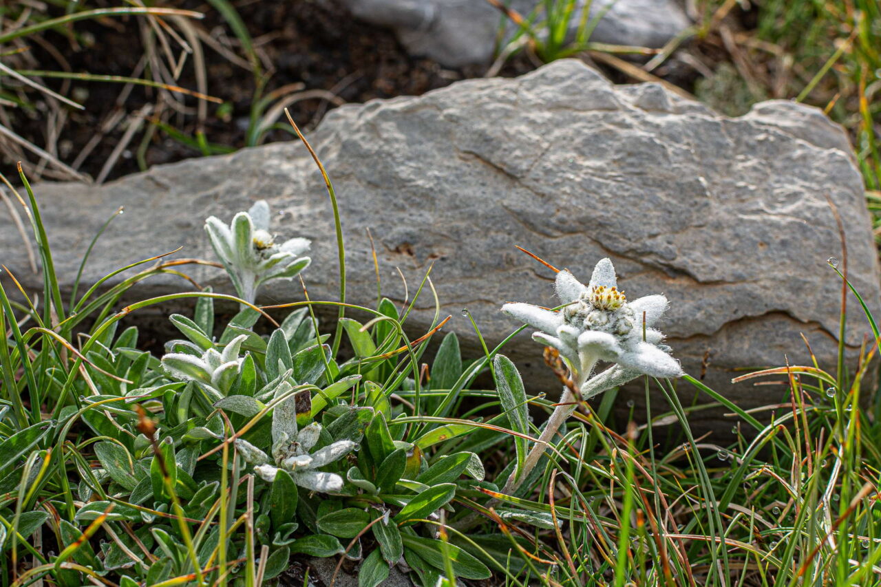 Edelweiss