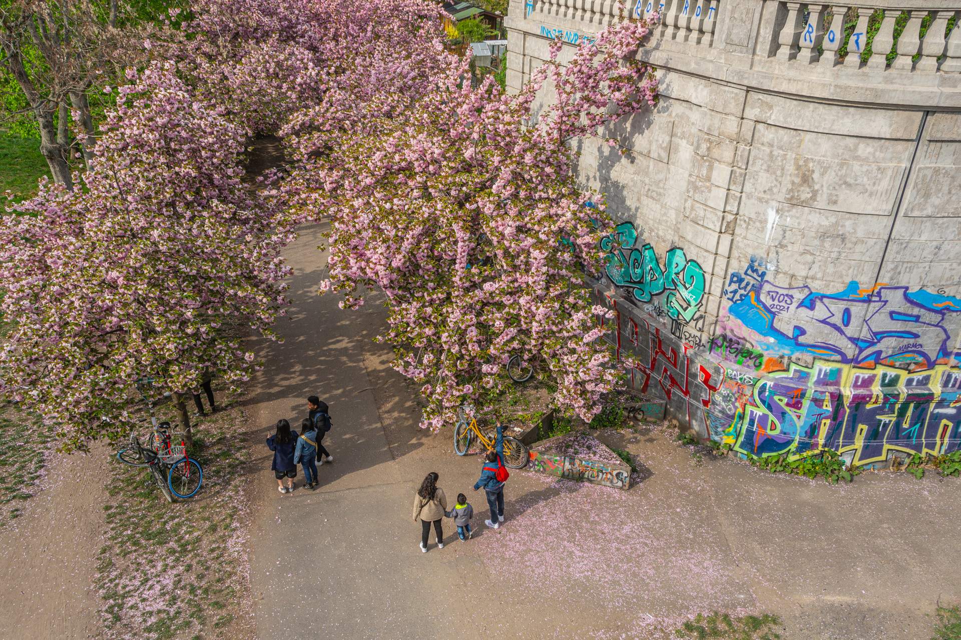 Muur en Japanse kers bomen