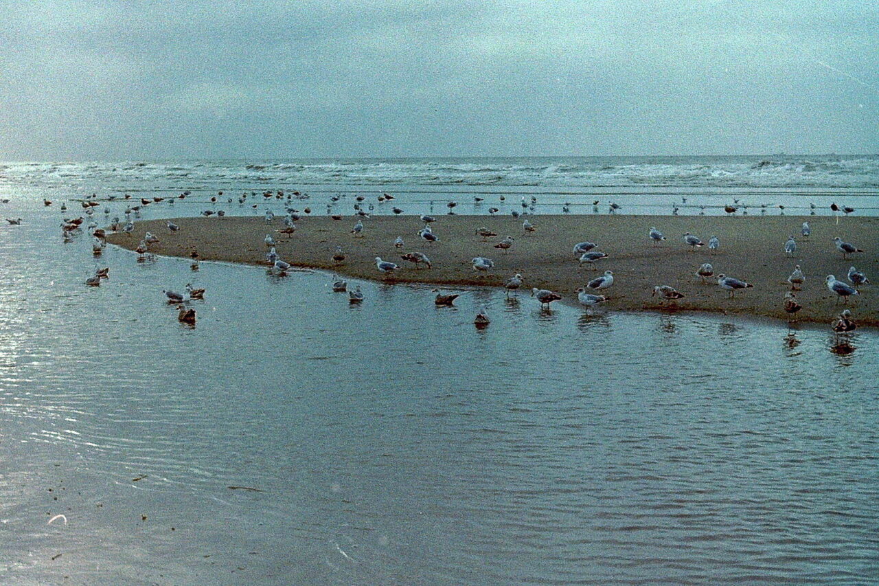 Meeuwen jong en oud