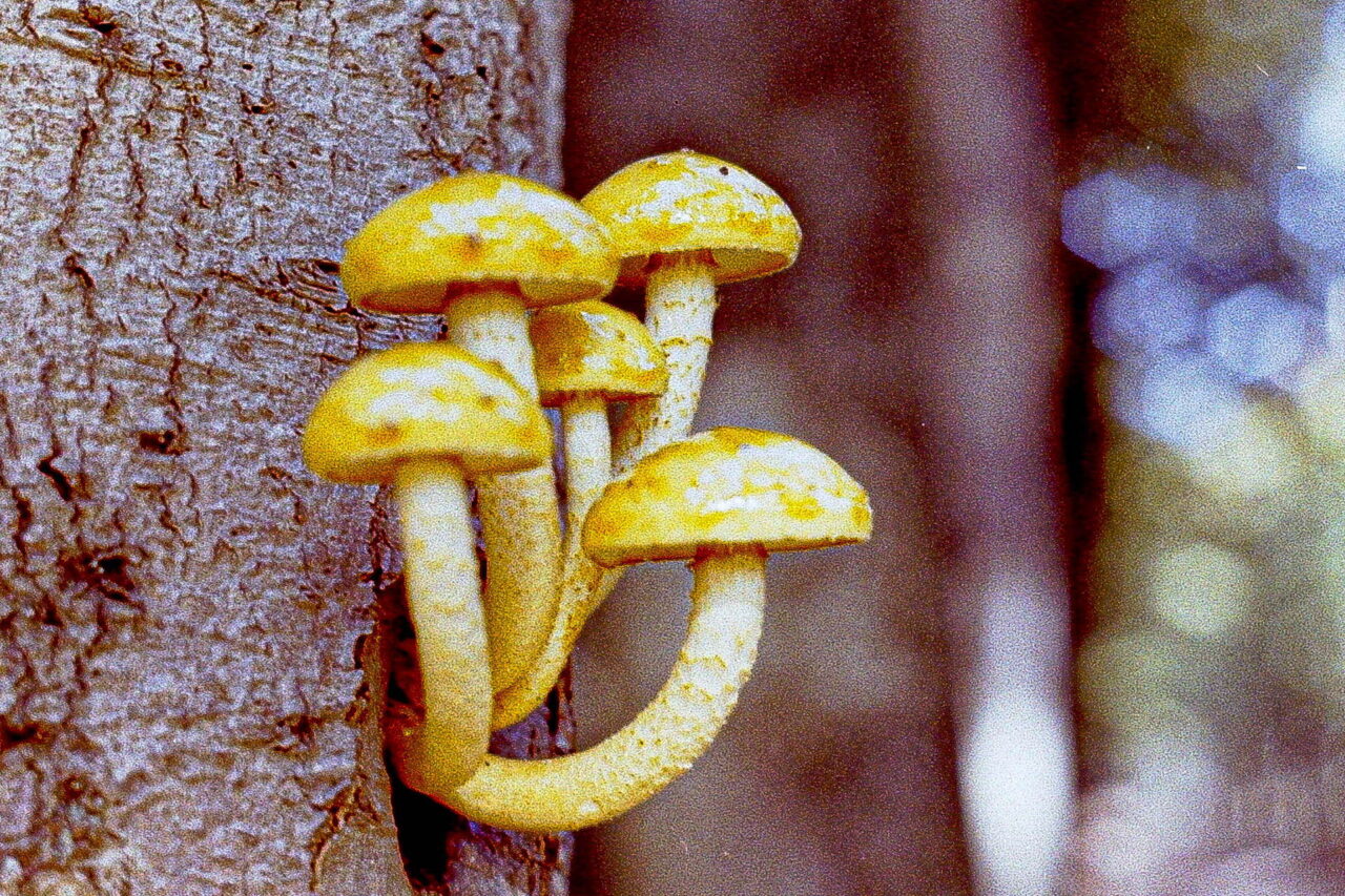 Paddenstoelen aan de boom (analoog)