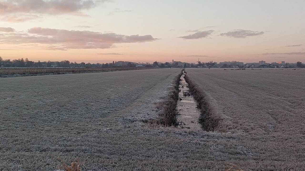 Kou in de polder bij Utrecht