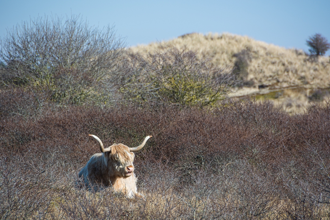 Schotse Hooglander in de duinen