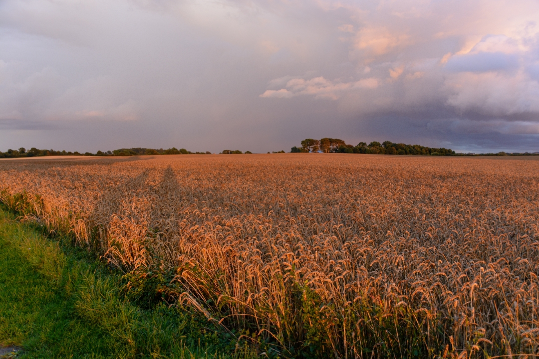 Golden hour na regen dag