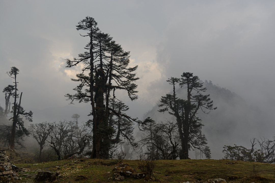 Bomen in de mist