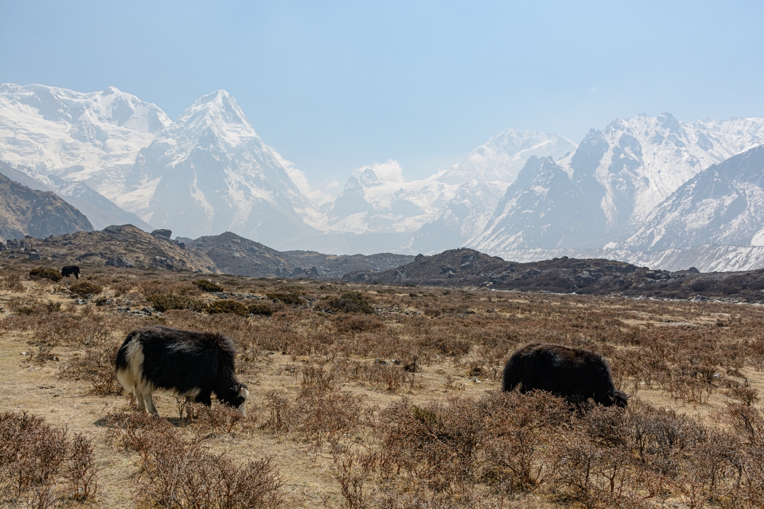 Uitzicht op de bergen met yaks