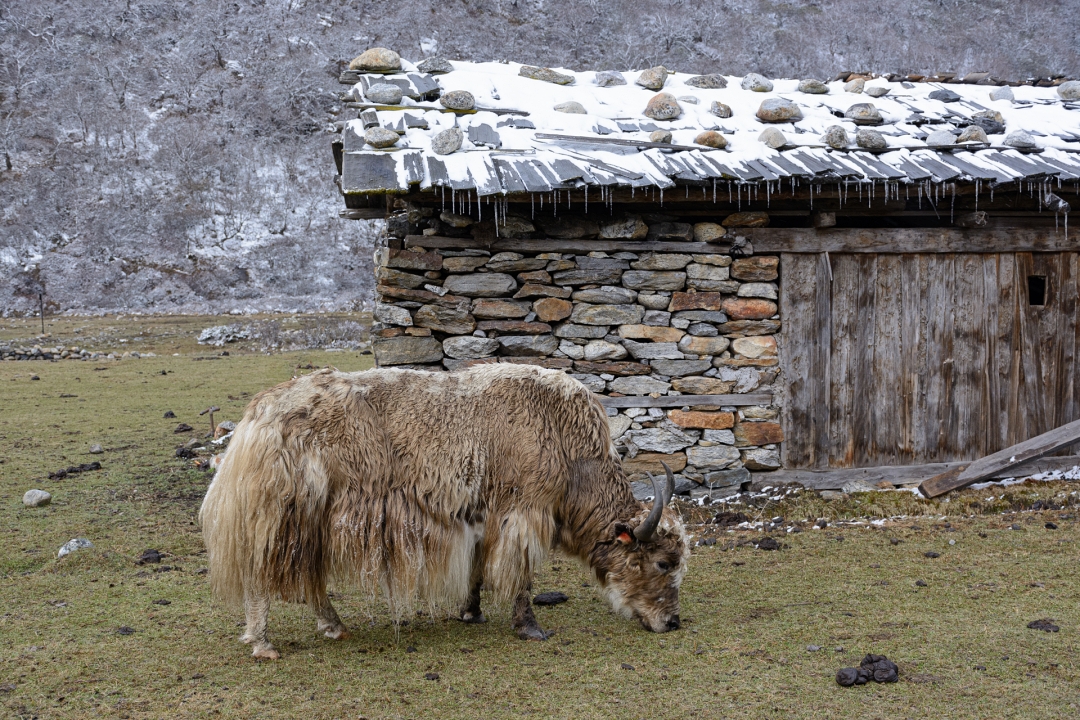 Yak